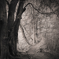 The High Woods