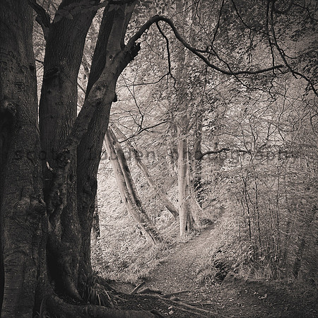 The High Woods
