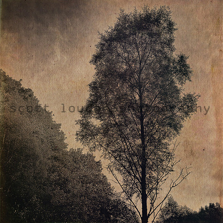 The Lone Birch